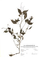 藏品(棣慕華鳳仙花)的圖片